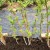 Step-by-step instructions on how to plant raspberries in spring correctly for beginner gardeners