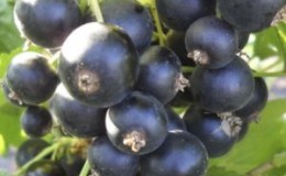 Why is it worth planting the Pygmy blackcurrant variety and how to grow it