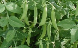Features of growing peas