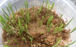 How to germinate barley at home and why it is needed