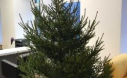 Which Christmas tree is better - artificial or live?