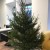 Which Christmas tree is better - artificial or live?