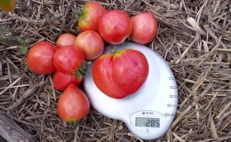 A tasty, juicy and aromatic giant in the garden - the Oxheart tomato