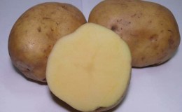 Mid-season potato variety Ramos, unpretentious to weather conditions