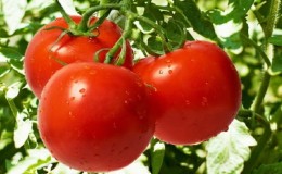 A hybrid created by domestic breeders that produces an excellent harvest - the Evpator tomato