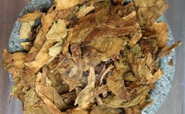 Growing Turkish tobacco from seeds: instructions for beginners, features of the variety