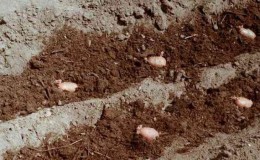 Manure as a fertilizer for potatoes: when is it better to apply, in autumn or spring