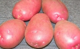 Why gardeners love to grow Cherry potatoes: characteristics and description of the variety