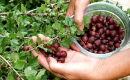 Life hacks from experienced gardeners: how to pick gooseberries without getting pricked