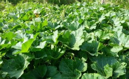 What to do when a pumpkin does not bloom and why this happens