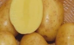 Early maturing table potato variety Vega