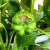 How to deal with rot on pepper bushes: advice from experienced gardeners