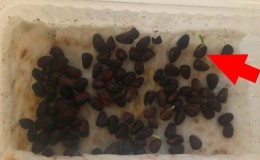How to germinate pine nuts at home