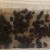 How to germinate pine nuts at home