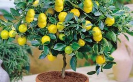 What to do if your lemon leaves fall off