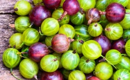 How to properly freeze gooseberries for the winter in the freezer: the best ways
