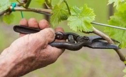 A step-by-step guide to pruning grapes in summer for beginning winegrowers
