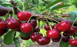 What are good cherry-cherry hybrids and what are their features?