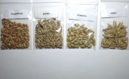What are the differences between wheat, rye, oats and barley: photos and comparative characteristics