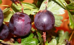 Review of the gooseberry variety Northern Captain, its pros and cons