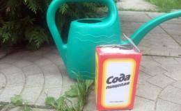 How to properly use soda against powdery mildew on currants and how effective it is