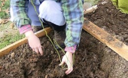 A Step-by-Step Guide to Planting Blueberries in the Fall