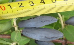 Large-fruited honeysuckle variety Pride of Bakchara