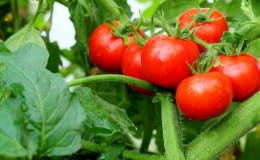 We'll tell you and show you how to grow the Explosion tomato and what to do to get a rich harvest of tomatoes.
