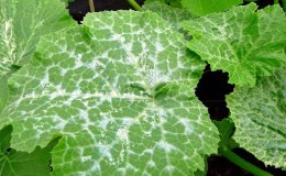 Why does powdery mildew appear on cucumbers and why is it dangerous: photos and treatment, preventive measures