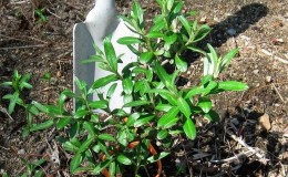 A guide to planting sea buckthorn seedlings in spring: how to arrange and plant the bushes so that they bear fruit