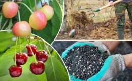 Rules for fertilizing cherries in the fall and selecting the best fertilizers for these purposes