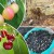 Rules for fertilizing cherries in the fall and selecting the best fertilizers for these purposes