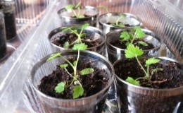 A guide for beginner gardeners: how to grow raspberries from seeds for seedlings at home