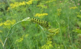 What pests of dill are there: photos and control of them, diseases and preventive measures to protect the crop