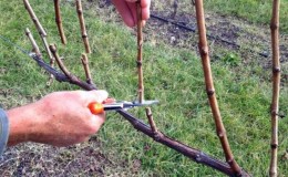 Features of pruning Isabella grapes in autumn