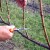 Features of pruning Isabella grapes in autumn