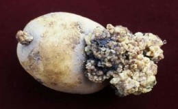 How to fight potato cancer and is it dangerous for humans?