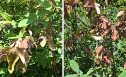 Why honeysuckle does not grow - reasons and ways to solve the problem