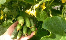 Why do you need to treat cucumbers with brilliant green and how to do it correctly