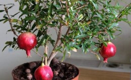 Beginner's Guide: How to Care for Potted Pomegranates at Home
