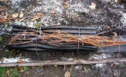 Features of insulating grapes in the Moscow region: how and when is it better to cover them for the winter