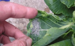 How and how to get rid of aphids on cabbage quickly and effectively