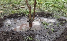 A guide to proper watering of peach trees in summer for beginner gardeners
