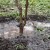 A guide to proper watering of peach trees in summer for beginner gardeners
