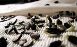 How to germinate watermelon seeds correctly and what to do next with the finished planting material