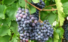 Frost-resistant high-yielding grape hybrid Amethyst