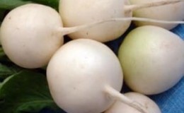 What is special about white radishes: description and characteristics of varieties