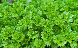 Features of growing parsley in a greenhouse for sale