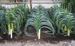 A step-by-step guide to growing leeks from seeds for beginner gardeners