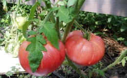 A tomato that looks and tastes perfect Early love: growing it right and setting yield records